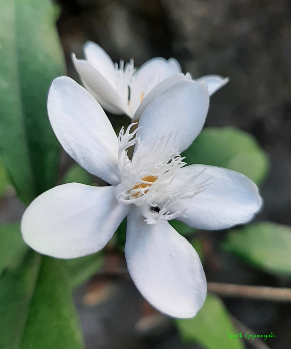 Wrightia antidysenterica (L.) R.Br.